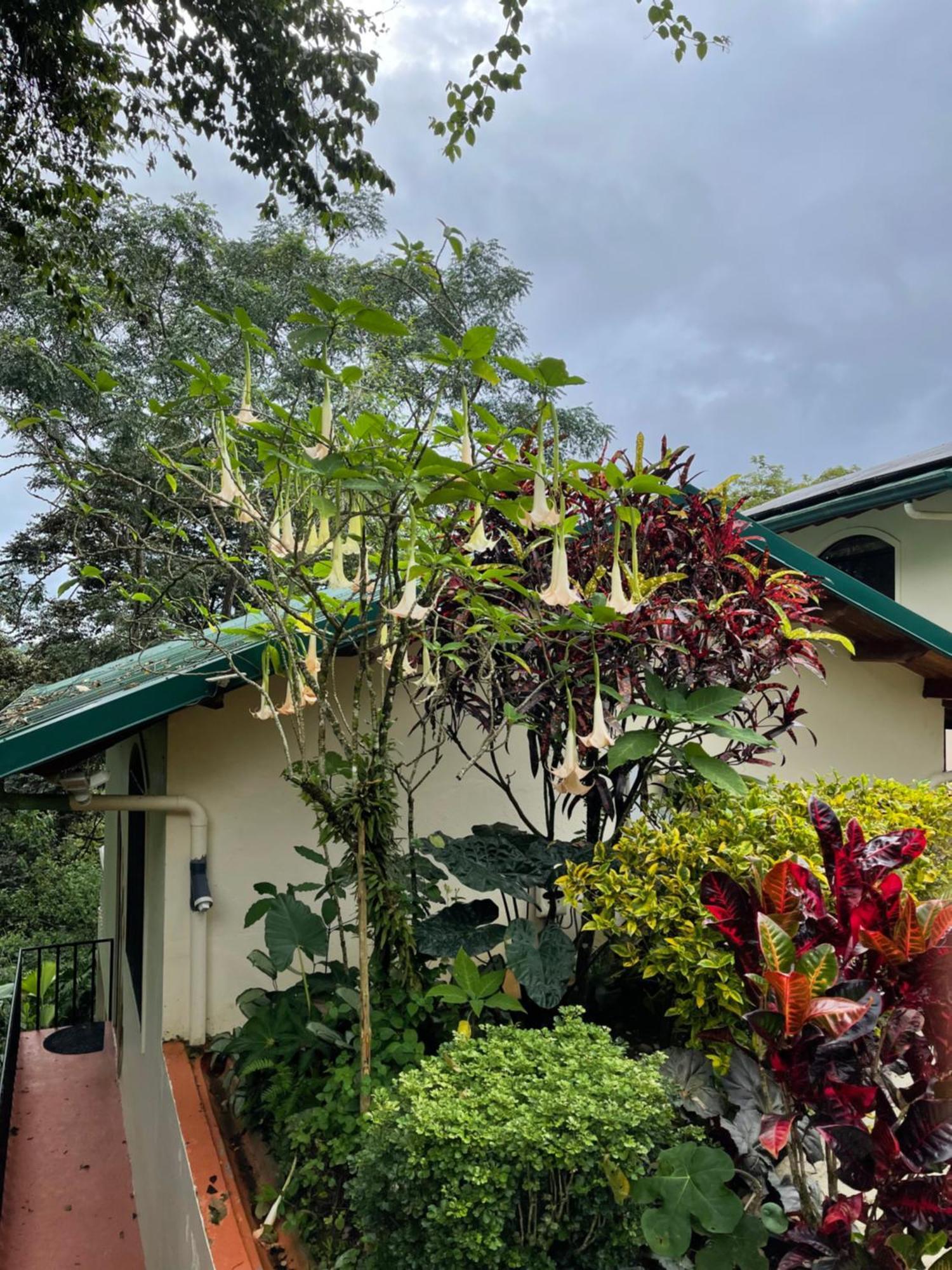 Coronado Mango Tree Villas מראה חיצוני תמונה